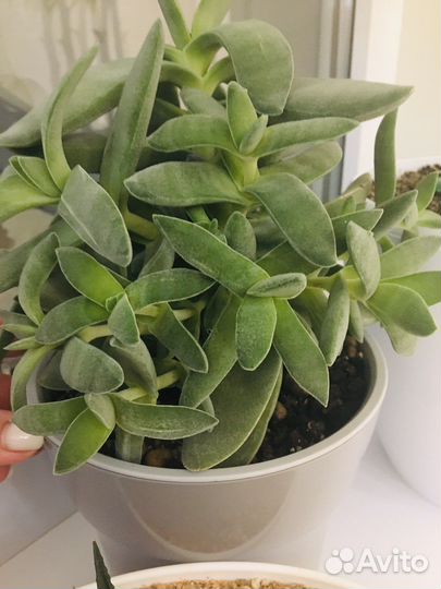 Толстянка крассула