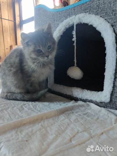 Котенок девочка 3 месяца