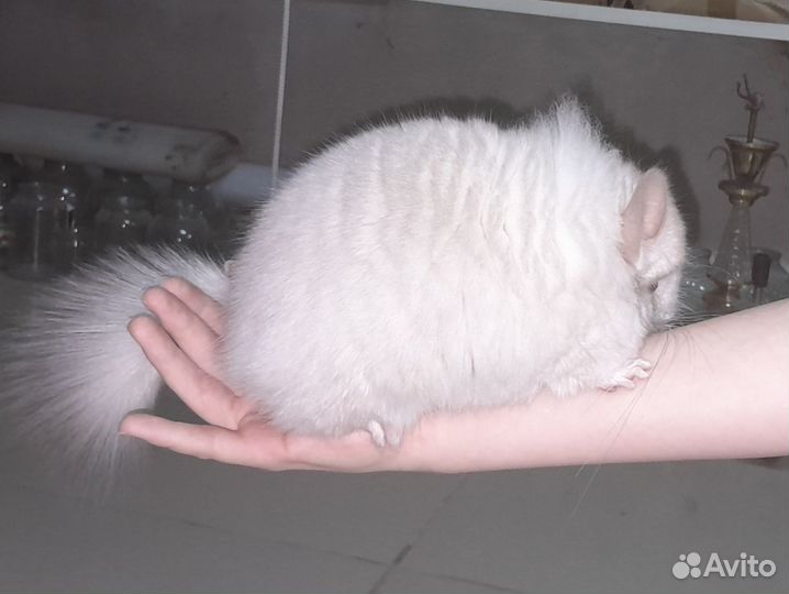 Ангорская Шиншилла