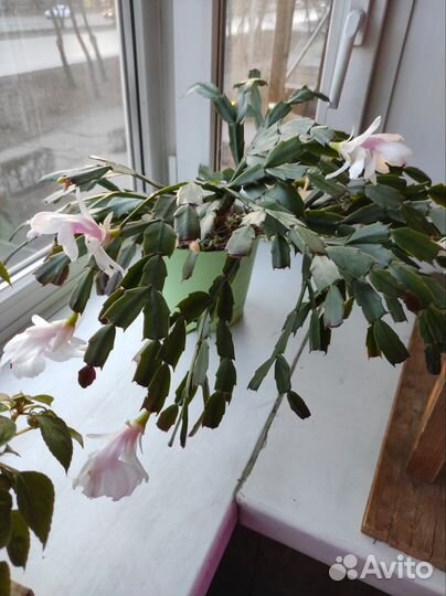 Декабрист белый