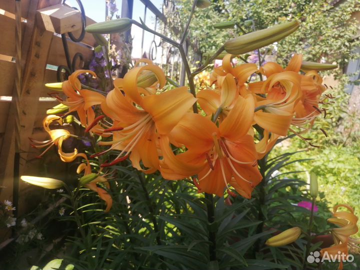 Лилии луковицы