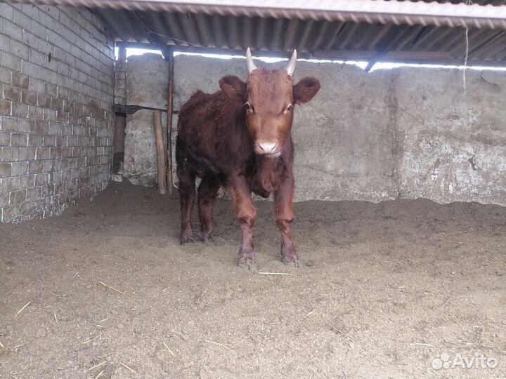 Матки и бычки