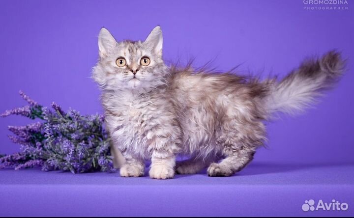 Селкирк-рекс