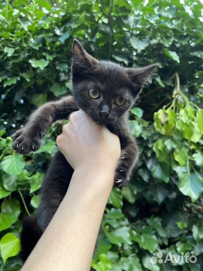 Черный котенок в добрые руки