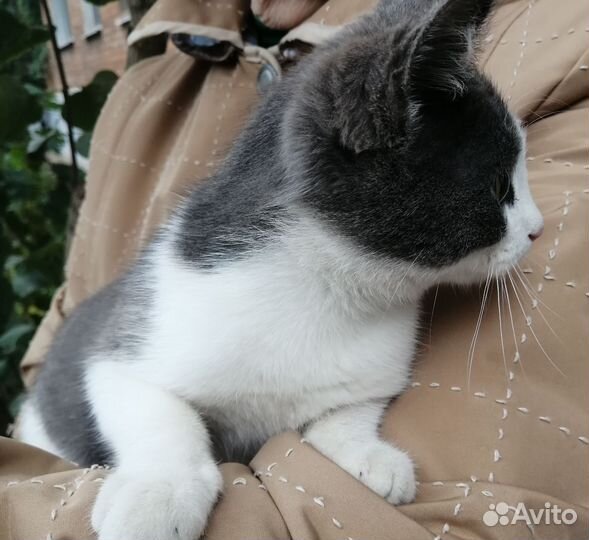 Котёйка ищет дом
