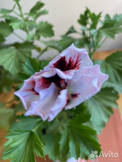 Пеларгония герань