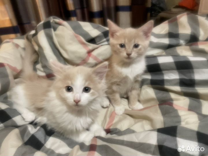 Котята в добрые руки бесплатно