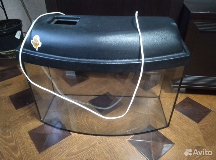 Анциструс L-144. Вуалевый самцы(стрекоза) простой