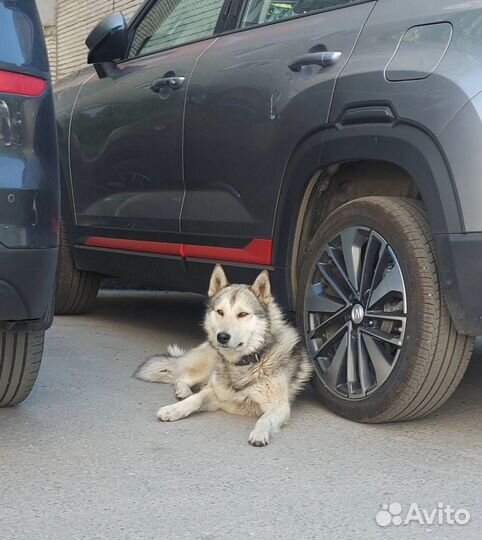 Сибирская лайка