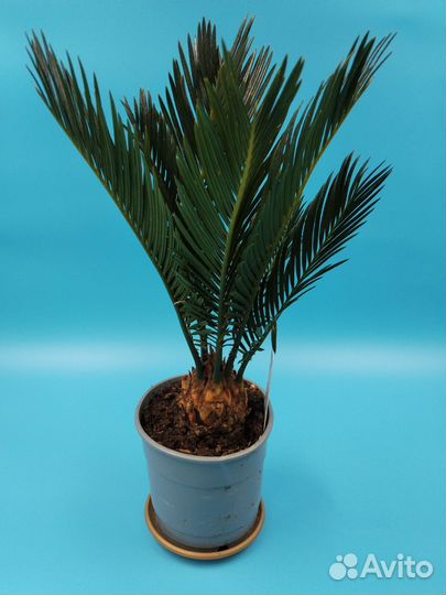 Пальма цикас революта