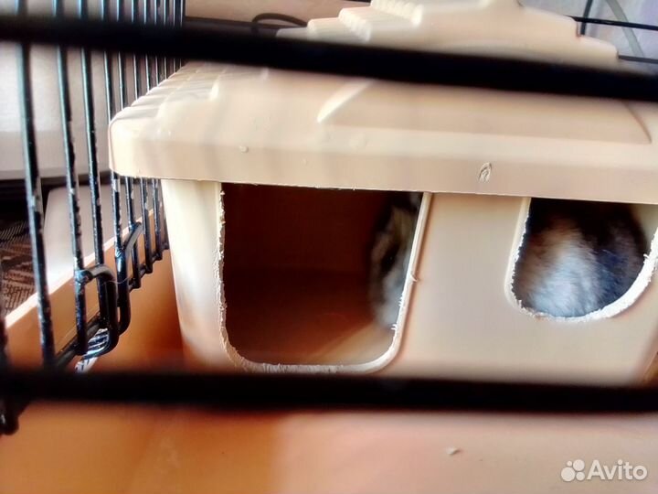 Джунгарский хомяк с клеткой