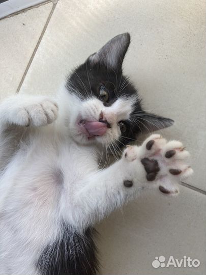 Кошки в добрые руки бесплатно