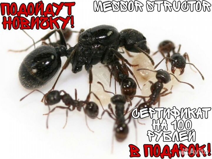 Муравьи Messor structor и фермы