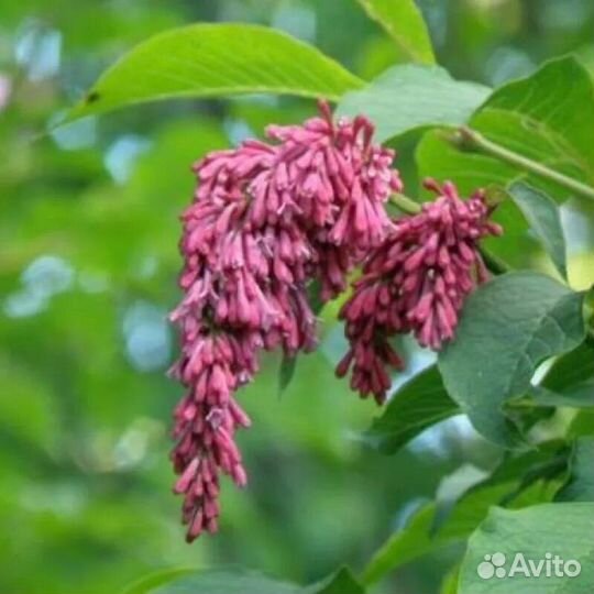 Спиреи, сирень, Актинидия, голубика