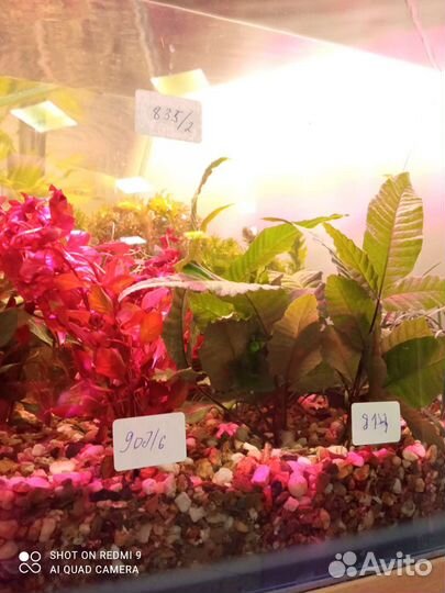 Живые растения для аквариума в ассортименте