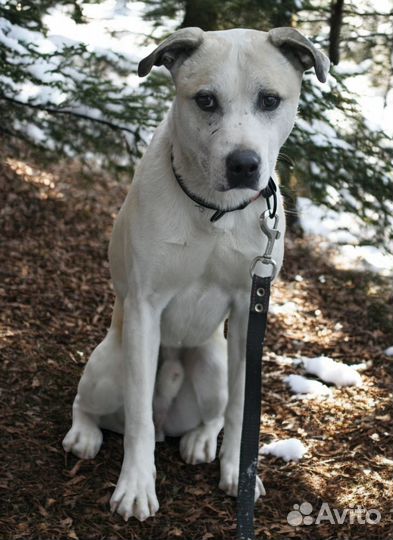 Илай ищет дом