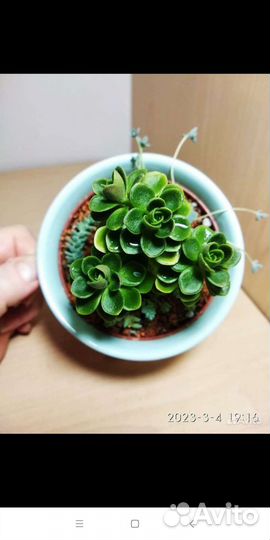 Эониум карликовый и другие суккуленты