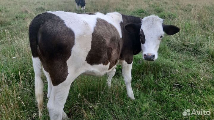 Тёлка/Корова