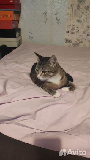 Муська ищет дом и любящую семью