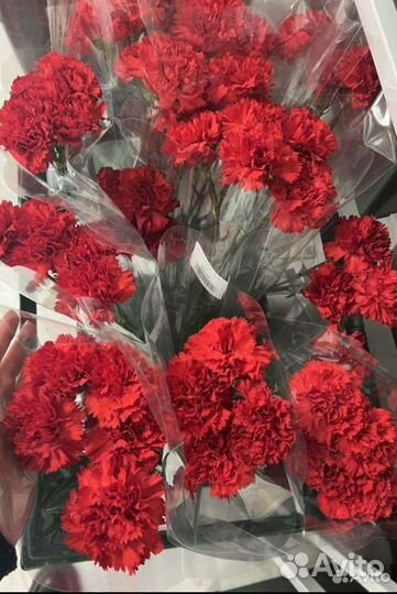 Гвоздика красная опт Голландия