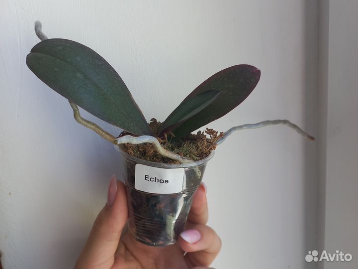 Орхидея echos биг лип