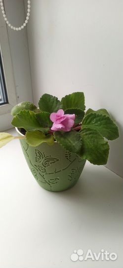 Фиалка в горшках