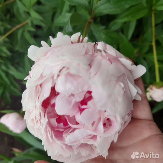 Пион Сара Бернар