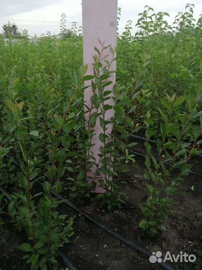 Кизильник блестящий, живая изгородь, забор