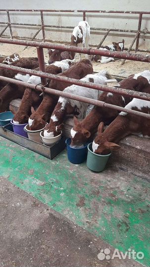 Бычки на откорм
