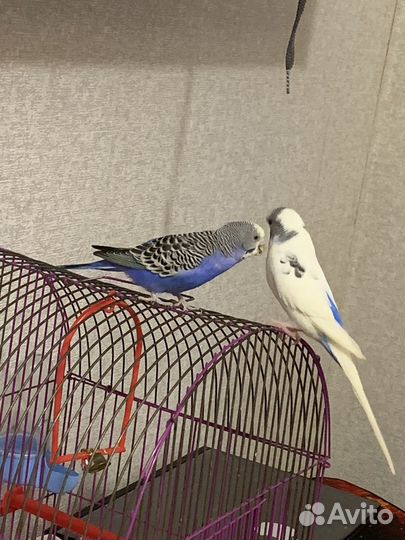 Волнистый попугай