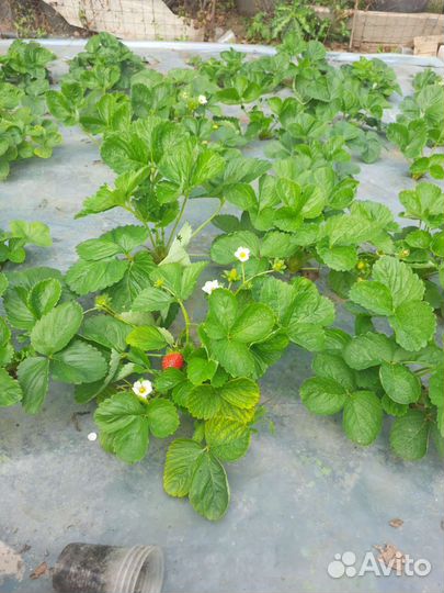 Клубника ремонтантная рассада