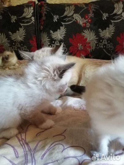 Тайские котята
