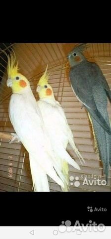 Попугаи Кареллы местного разведения