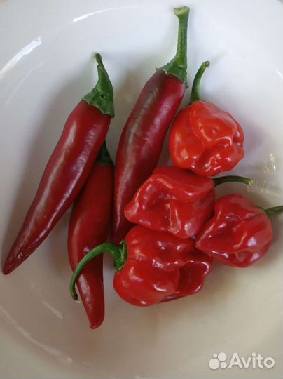 Острый перец. Кайенский перец. Семена