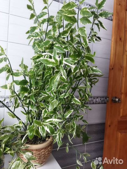 Педилантус