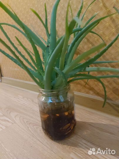 Алоэ столетник