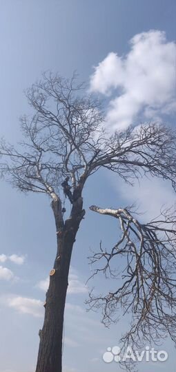 Спил, удаление деревьев. Расчистка участка