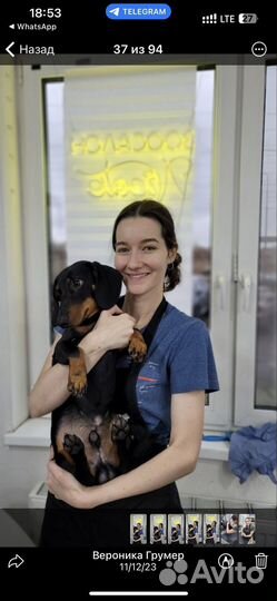 Бесплатная стрижка собак