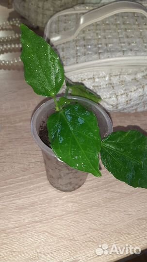 Гибискус отросток