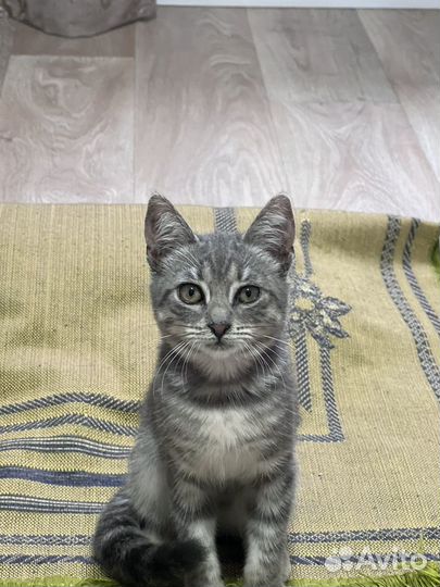 Котенок