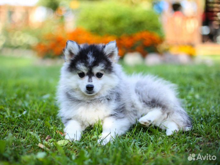 Помски мини хаски