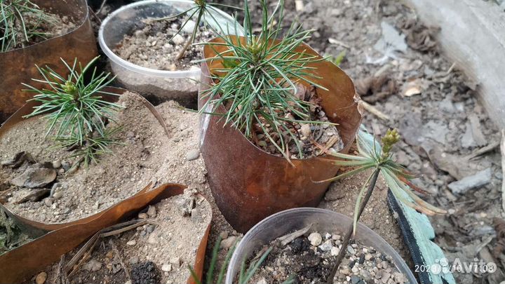 Саженцы сибирского кедра