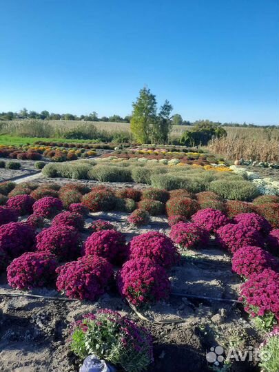 Хризантема мультифлора