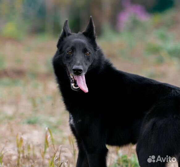 Собака Котик