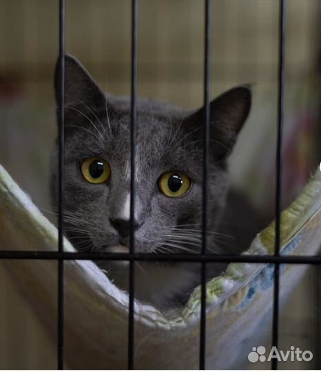 Отдам в добрые руки