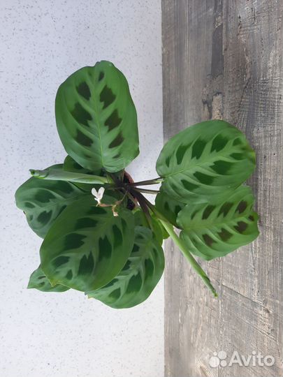 Маранта, гинура, кислица оксалис