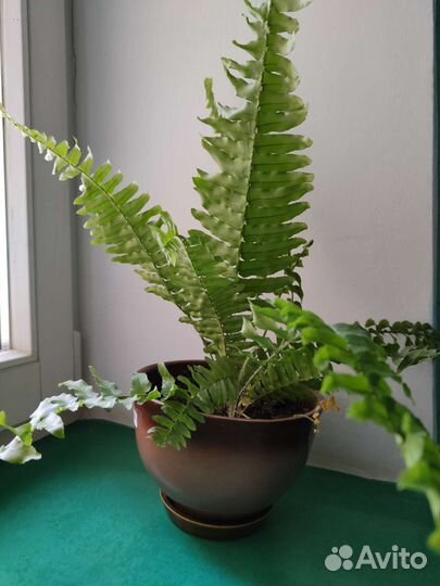 Папоротник