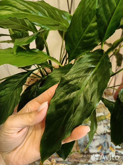 Спатифиллум