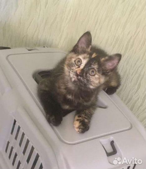 Красотки для самых лучших хозяев