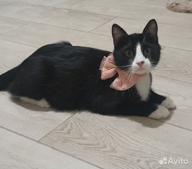 Котик в добрые руки